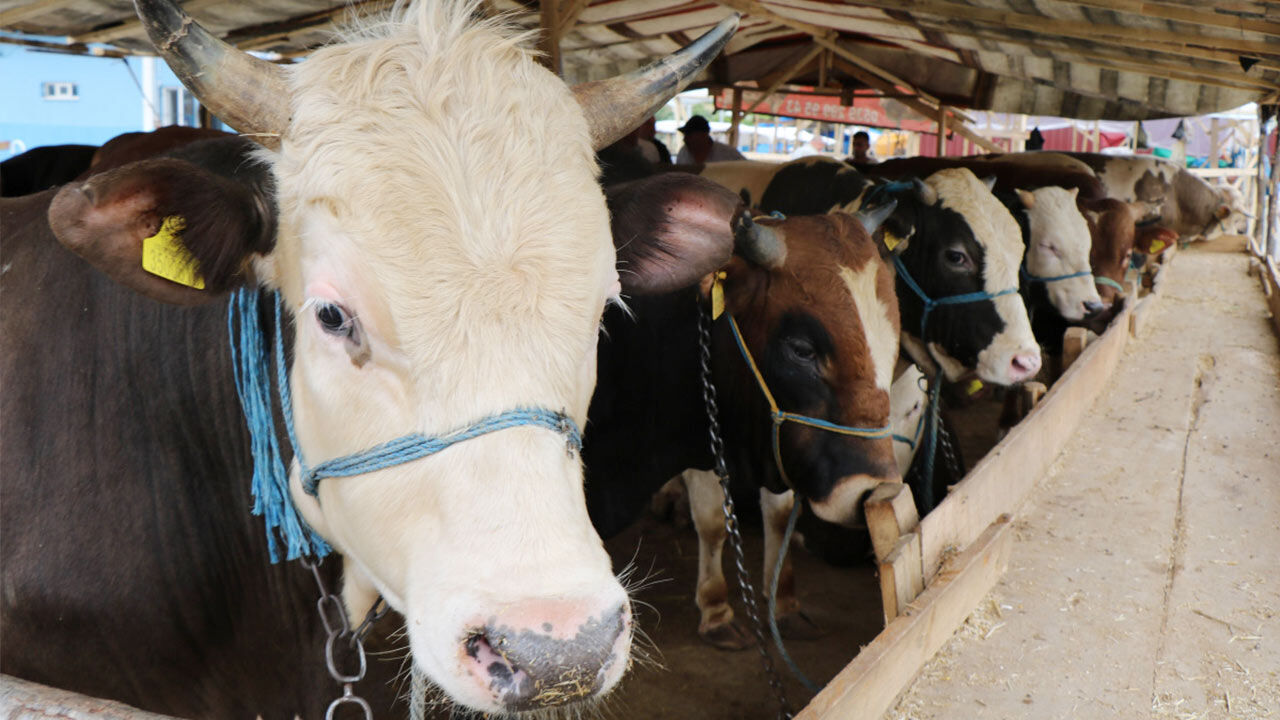 Adana Seyhan Kurban Kesim Satis Yerleri Belirlendi 2025