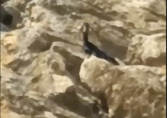 Asayiş