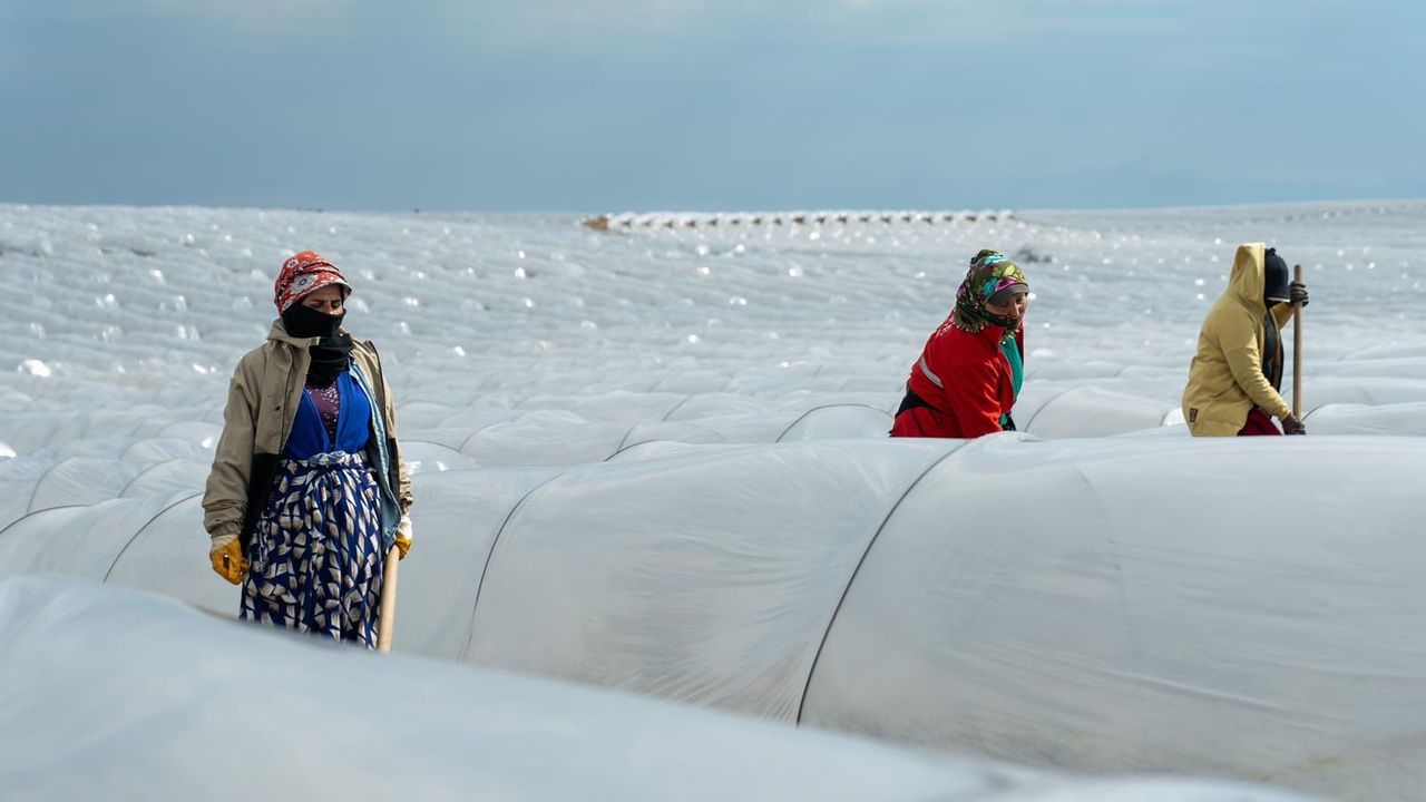 Adana’da Örtü Altı Karpuz Sezonu Başladı