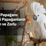 Kakadu Papağanı: Tepelikli Papağanların Sevecen ve Zorlu Dünyası