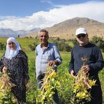 Adana’nın Tescilli Fasulyesinde Hasat Zamanı: Kilosu 125 TL’yi Buluyor