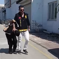 Özel