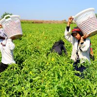 Yaşam