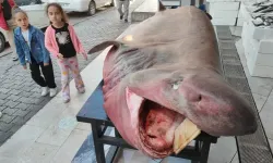 Akdeniz Açıklarında Avladı, Tezgahına Koydu: Dev Köpek Balığına Adanalılardan Yoğun İlgi