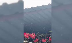 Adana Büyükşehir Belediyesi'nden "Mucuk" Açıklaması "Endişeye Gerek Yok"