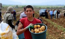 Fiyatlar El Yakıyor: Adana’da Patates Hasadı Başladı