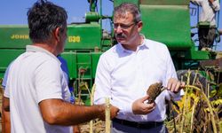 Adana'da Ayçiçeği Hasadı Başladı