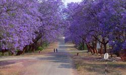 Bir Proje Daha mı Raflara Kalktı? Jakaranda’nın Hüzünlü Hikayesi
