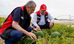 Adana Karpuzu Hasat İçin Gün Sayıyor