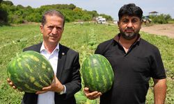 Adana'da Turfanda Karpuz Hasadı Başladı