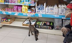 Müşteriler Tepkili: Adana’da Zincir Markette "Kedi" Tartışması