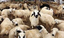 Herkesin merak ettiği rakamlar belli oldu! İşte kurbanlık fiyatları