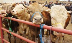 Başkan Yağmur Açıkladı: İşte Adana'da Kurbanlık Fiyatları
