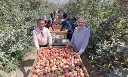 Kış Aylarında Zirai Don Vurmuştu... Elma Hasadı Buruk Başladı...
