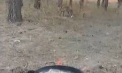 Kars’ta Tilkiler Şehir Merkezine İndi: Yaban Hayatı Şaşırttı