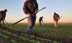 Adana’da Çiftçiye Dev Destek: 432 Milyon TL Hesaplara Yatırılıyor