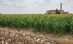 Adana'daki Ani Sağanaklar Tarlada Maliyeti Ne Kadar Artırdı?