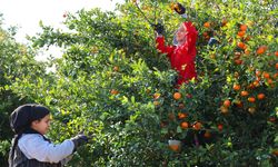 Adana’da Mandalina Üreticilerinin Beklediği Haber: Hasat Tarihi Belli Oldu