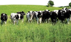 Besiciler Bu Tarihi Kaçırmasın! 480 Bin Baş İçin Başvurular Başladı