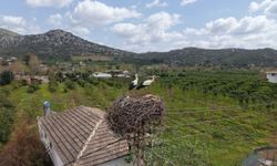 Kozan’da Leylekler 6 Yıldır Aynı Yuvaya Geliyor