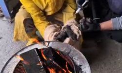 Kozan’da Çöp Konteynerinden Hayata: Küçük Canlar Kurtarıldı