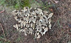 Feke Ormanlarında Kilosu 1500 TL'lik Gelir