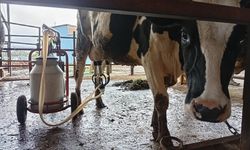 Adana Usulü Hayvancılık: Ahıra Öyle Bir Şey Kurdu Ki Görenler Gözlerine İnanamadı