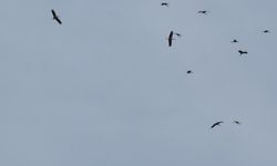 Kozan’da Bahar Müjdesi: Leylekler Gökyüzünü Süsledi