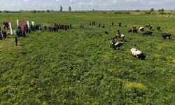 Kozan’da Islah Edilen Mera Alanı Hayvancılığa Açıldı