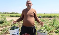 Hamsi Değil, Bezelye