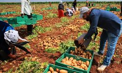 Adana’da Patates Alarmı: Rekolte Düştü, Fiyat Yükseldi