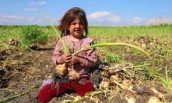 Adana'da Soğanda Kritik Sezon: Hasat Geç Başladı, Fiyat Belirsiz