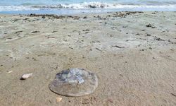Yumurtalık Sahilinde Korkutan Manzara: Onlarca Denizanası Kıyıya Vurdu