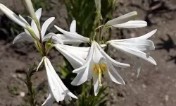 Kozan’da 'Beyaz Altın' Dönemi:  Akzambak Seferberliği