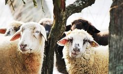 Kurban Bağışı Projelerinde “Hedef Bölge” Seçimi Nasıl Yapılıyor?