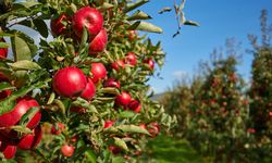 Elma Üreticisi Alarm Veriyor: Maliyetler Katlandı, Zirai Don Tehlikesi Bitmedi