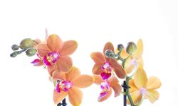 Aynı Gün Teslimat Çiçek ile Mutluluğu Paylaşmak