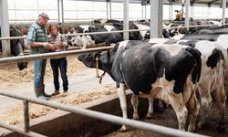 Maliyetler Katlanıyor.. Süt Üretimi Düşüyor....