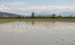 Ceyhanlı Çiftçiler Zor Durumda: Aşırı Yağışlar Tarlaları Sular Altında Bıraktı