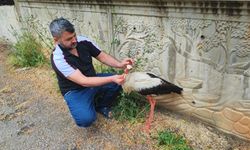 Adana’da Yaralı Leyleğe Vatandaş Sahip Çıktı