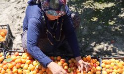 Hasat Zamanı: Kozan’da Kayısı Mesaisi Başladı