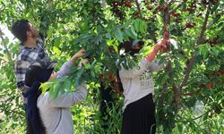 İspanya'dan Adana'ya Kiraz Hasadı