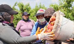 Adana’da Erkenci Şeftali Sezonu Açıldı