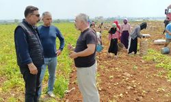 Adana’da Tarım Alarmı: Rekolte %30 Düştü