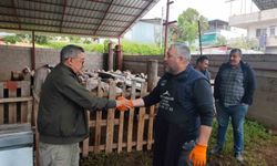 Kurbanlıklar satışa çıktı, pazarlıklar kızıştı