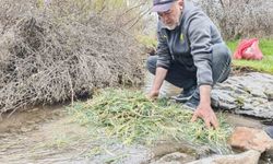 Malatya'da yemlik otuna yoğun ilgi