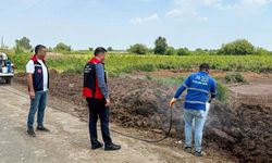 Adana’da Akdeniz Meyve Sineği Alarmı: İlaçlama Çalışmaları Sürüyor
