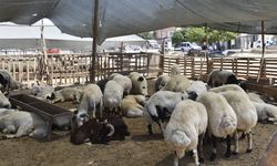 Seyhan’da Kurban Satış Noktaları Belirlendi