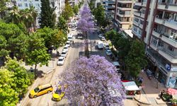 Adana’nın En Renkli Mevsimi Başladı: Jakarandalar Çiçek Açtı