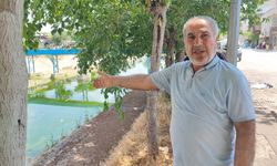Adana'da Sinek Kâbusu!